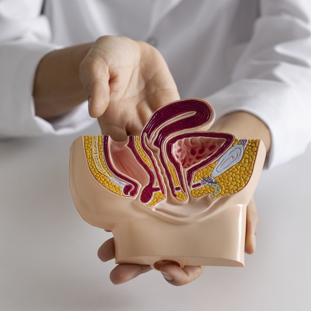 high-angle-doctor-explaining-anatomy (1)